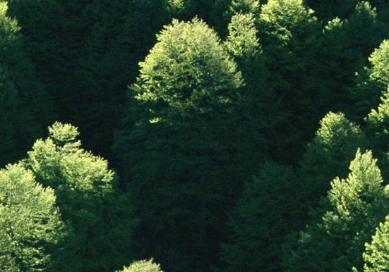 粉象生活竞争状况