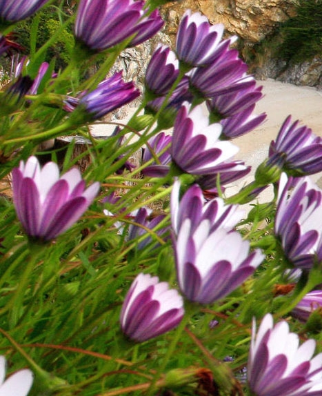 粉象生活vip怎么获得