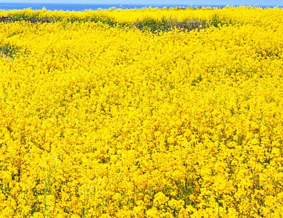 盒马鲜生采购流程