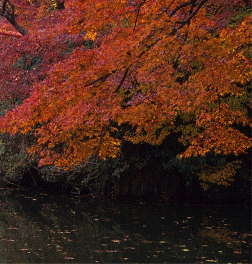 粉象生活专车布局