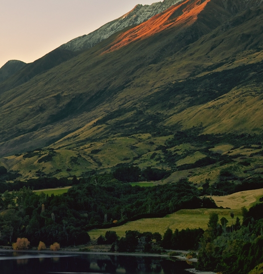 辽宁大粉番茄种子