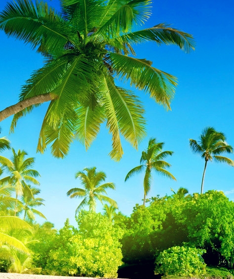 肥嘟嘟粉象生活