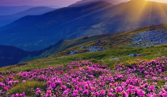 粉象生活导师老王