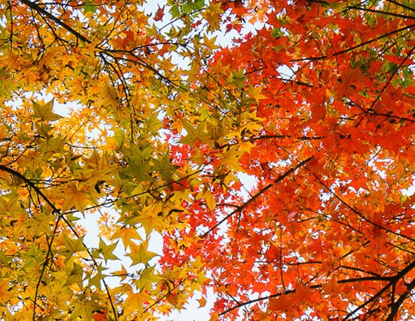 临沂粉象生活收入