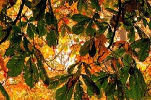 粉象官方邀请码是多少