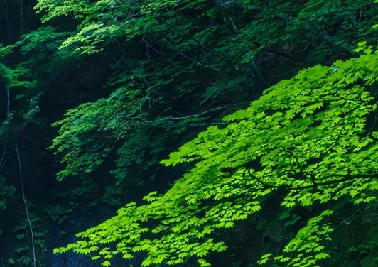 生活中的大白作文