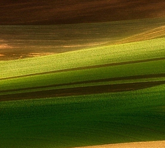 粉象生活的活动