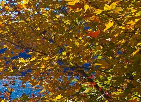 粉象生活怎么赚钱的