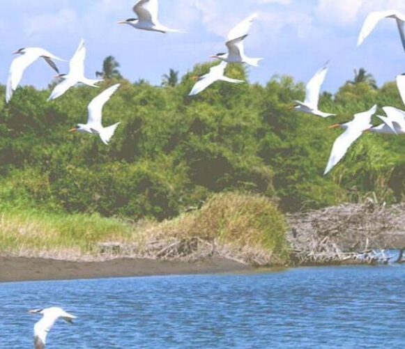 潮州粉象生活代理