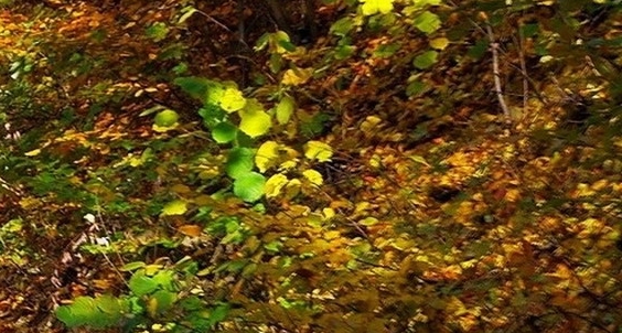 粉象生活一个粉丝多少收益