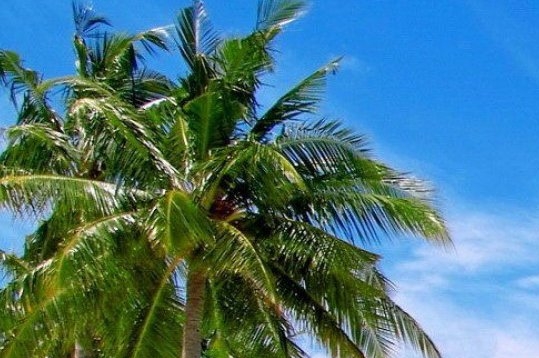 粉象生活什么时候开始推广的