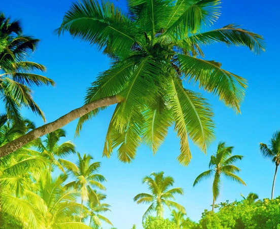 粉象生活如何推广