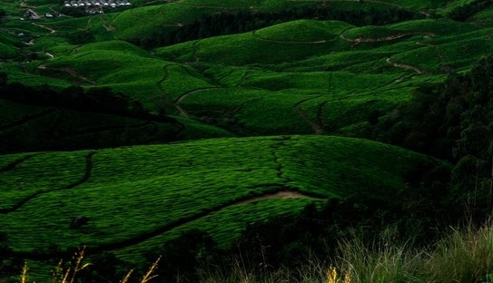 湖州正规粉象生活app