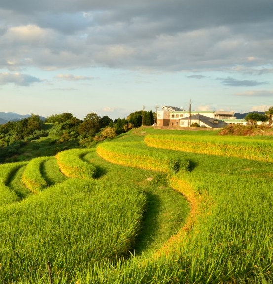 怎样下载粉象生活app