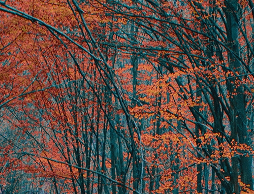 粉象普通会员拿几级佣金