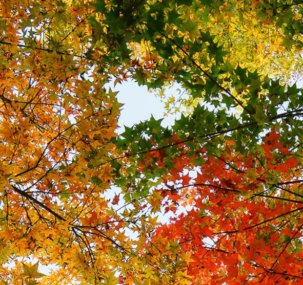 粉象生活怎么赚钱的