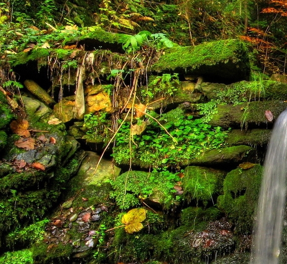 粉象生活项目推广