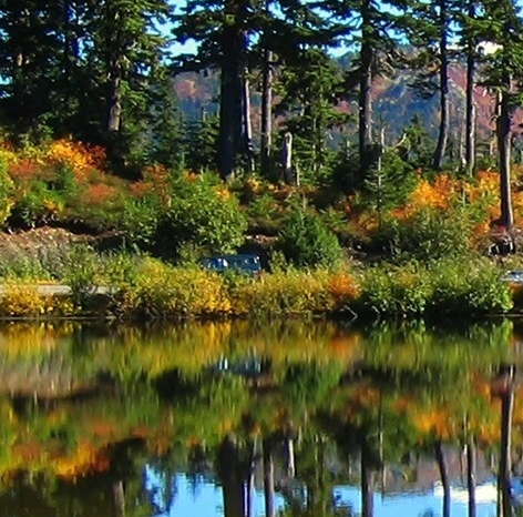 粉象生活自动搜索