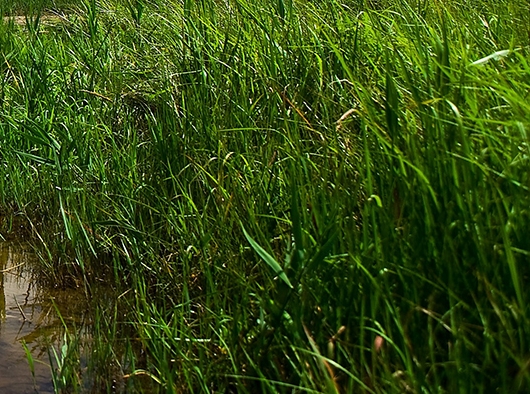 茂名粉象生活可信吗