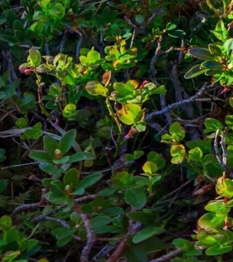 腾讯会议个人版