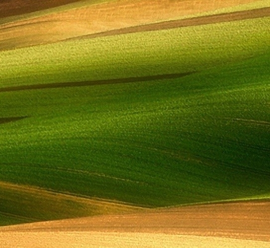 莱芜粉象生活vip