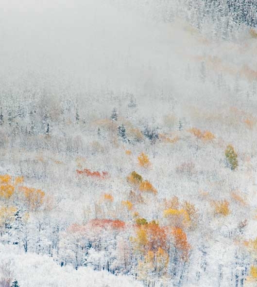 福建粉象生活佣金