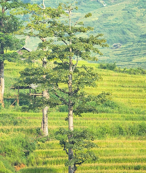 星巴克粉象生活