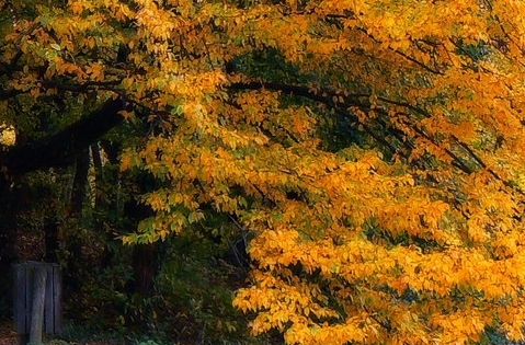 小森生活需要实名认证吗