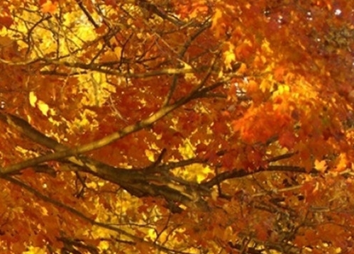 粉象生活新手教程