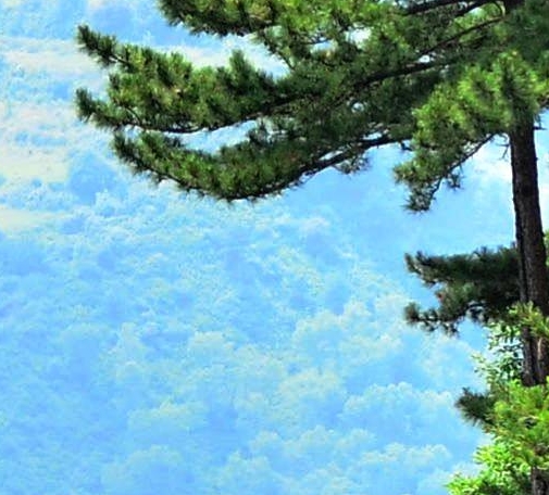 汉中粉象生活推广