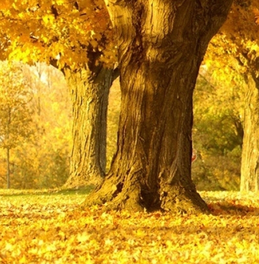 粉象生活注册视频