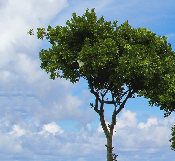粉象里的东西是正品吗