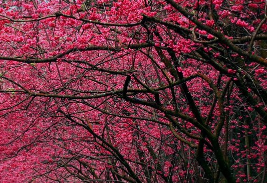 粉象生活推广卡片