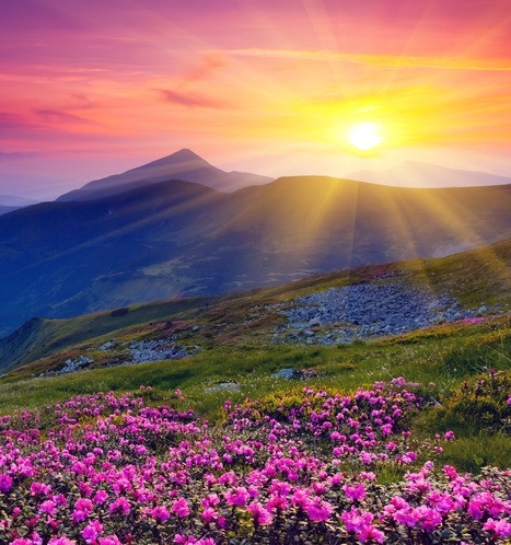 抚州粉象生活代理