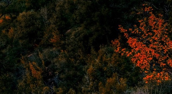 粉象生活哪里可以免费开店