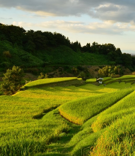 粉象生活真实收入