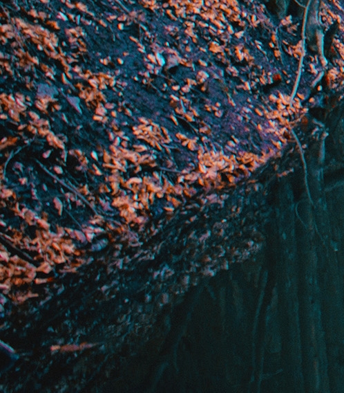 怎样下载粉象生活app