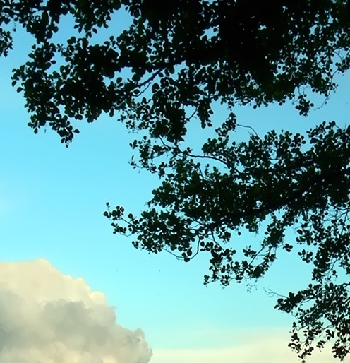 正规粉象生活代理