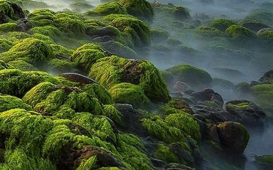 粉象生活下载app