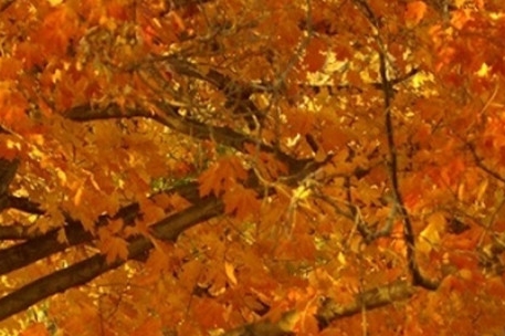 粉象生活邀请一个人可以得到多少钱