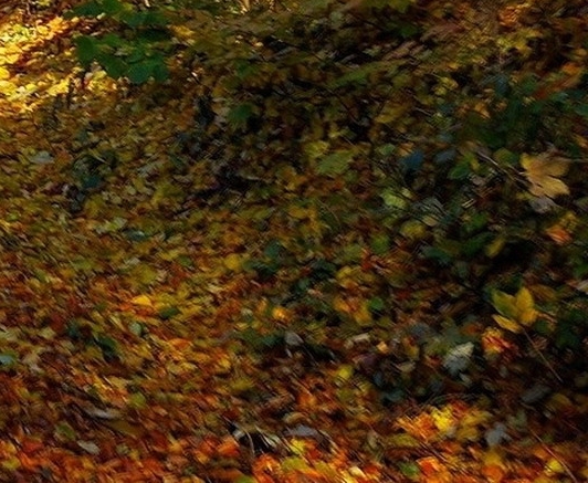 聊城粉象生活收入