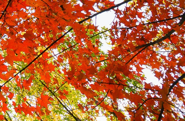 粉象生活返利流程