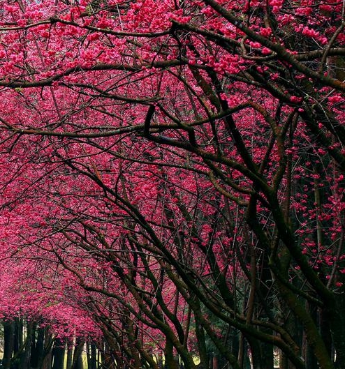 粉象生活推广教程