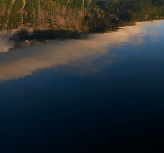 粉象生活的白菜