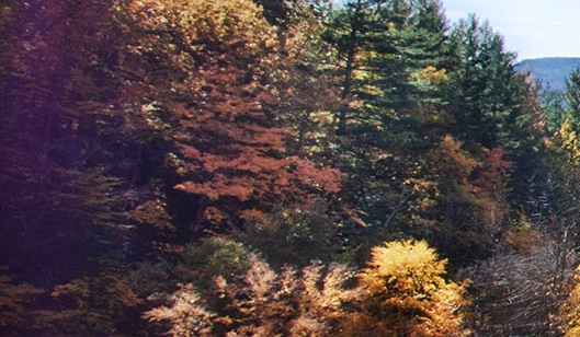 不是vip粉象可以提现吗