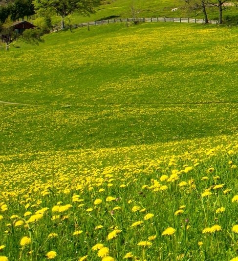 粉象生活供应链结算方式
