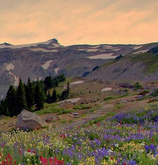 粉象生活合法吗