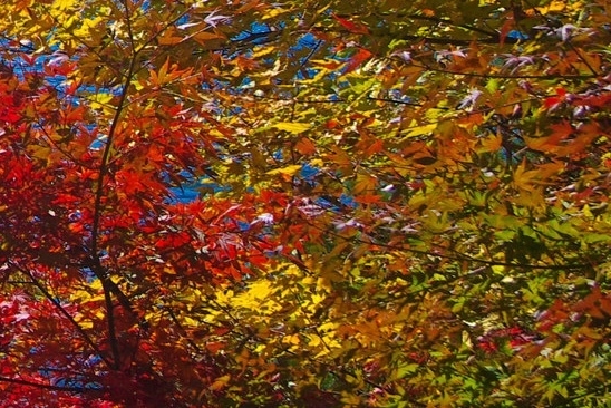 如何加入粉象生活推广