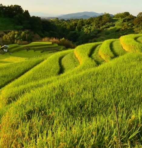 粉象如何领水滴