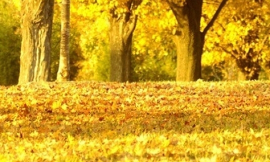 粉象生活怎么推广赚钱